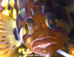 colourful klipfish by Peet Van Eeden 